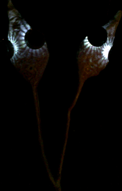 Doppelleuchtgeist